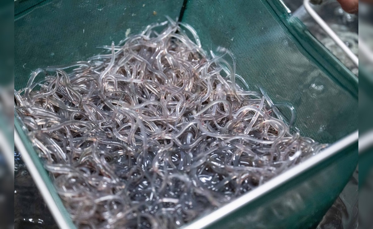 Latest and Breaking News on NDTV