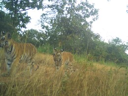 Good News: नौरादेही टाइगर रिजर्व में गूंजी किलकारी, बाघिन राधा ने दिए 3 शावकों को जन्म, टाइगर रिजर्व में खुशी का माहौल