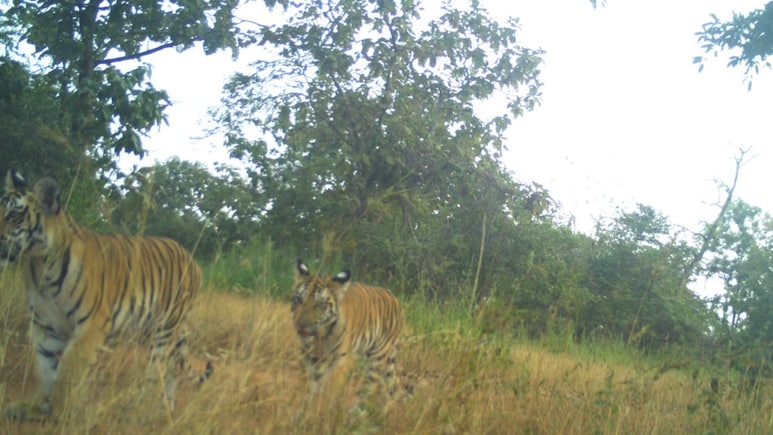 Good News: नौरादेही टाइगर रिजर्व में गूंजी किलकारी, बाघिन राधा ने दिए 3 शावकों को जन्म, टाइगर रिजर्व में खुशी का माहौल