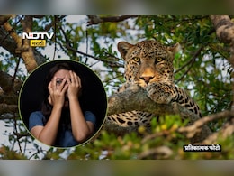 Bibtya Terror In Maharashtra: लग्नाची लगबग सुरू असतानाच तो पंढरपुरात शिरला... नवरा-नवरीसह गावकऱ्यांमध्ये दहशत