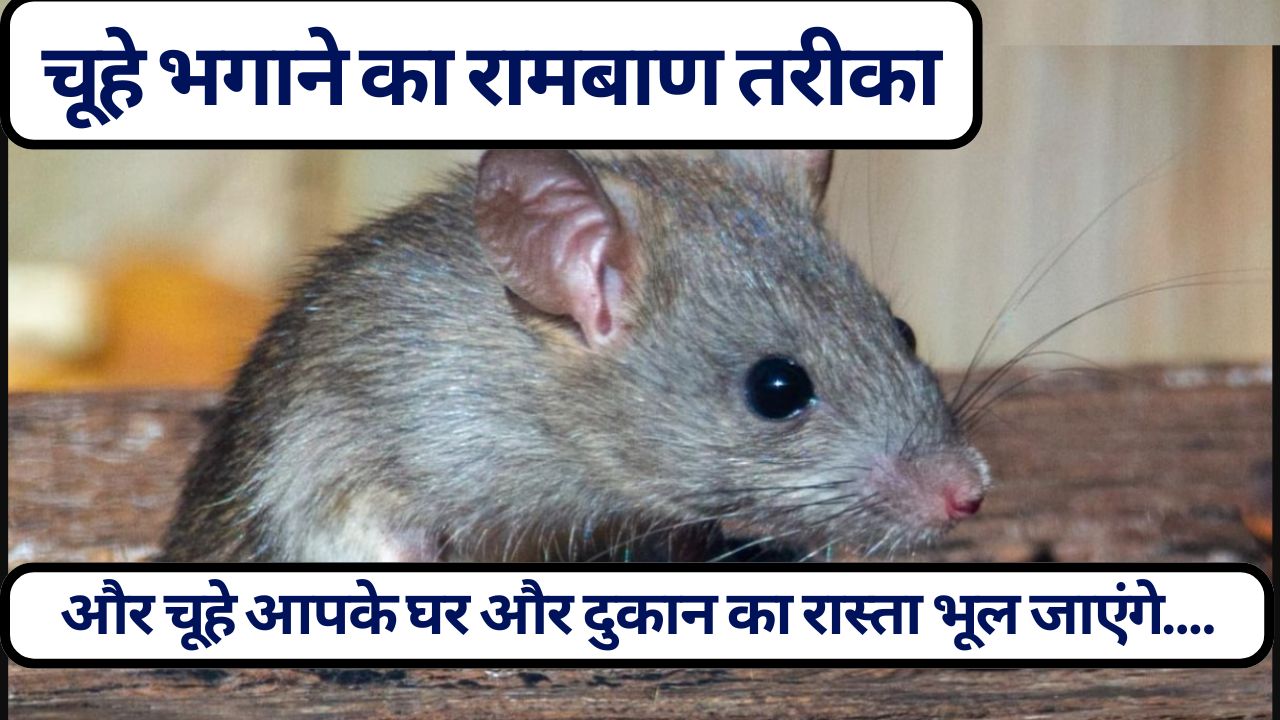 घर और दुकान से चूहे भगाने के 7 आसान उपाय: कौन सी गंध से भागते हैं चूहे? | चूहों से छुटकारा कैसे पाएं, जानें चूहे भगाने का रामबाण तरीका