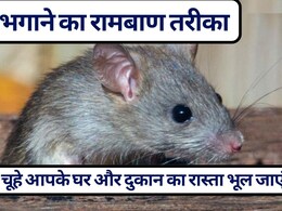घर और दुकान से चूहे भगाने के 7 आसान उपाय: कौन सी गंध से भागते हैं चूहे? | चूहों से छुटकारा कैसे पाएं, जानें चूहे भगाने का रामबाण तरीका