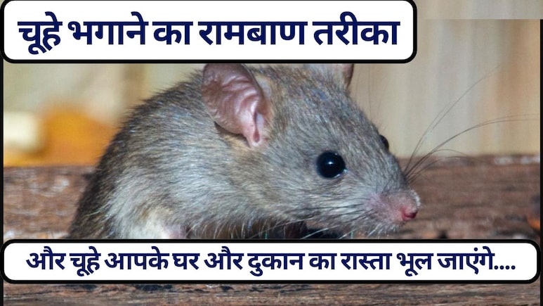 घर और दुकान से चूहे भगाने के 7 आसान उपाय: कौन सी गंध से भागते हैं चूहे? | चूहों से छुटकारा कैसे पाएं, जानें चूहे भगाने का रामबाण तरीका