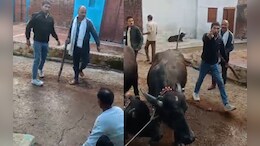 दबंगों ने बुजुर्ग को बेरहमी से पीटा, सिर फोड़ा... बहू ने वीडियो बनाकर बचाया, 3 आरोपी गिरफ्तार