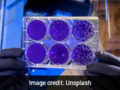 Rare Bacteria 'Play Dead' To Survive Some Of The Cleanest Environments, Study Reveals