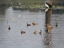 5651 KM का सफर तय कर सागर पहुंचे प्रवासी पक्षी, 150 प्रजातियों ने बढ़ाई&nbsp;नौरादेही टाइगर रिजर्व की रौनक&nbsp;