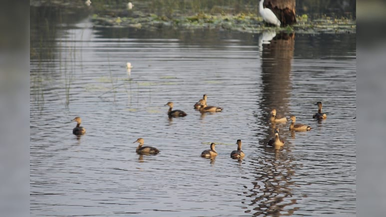 5651 KM का सफर तय कर सागर पहुंचे प्रवासी पक्षी, 150 प्रजातियों ने बढ़ाई&nbsp;नौरादेही टाइगर रिजर्व की रौनक&nbsp;