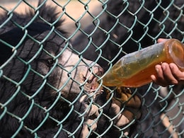 नाहरगढ़ बायोलॉजिकल पार्क में स्पेशल विंटर डाइट, टाइगर-लॉयन के लिए हाई प्रोटीन, भालू को दिया जा रहा एप्पल-शहद