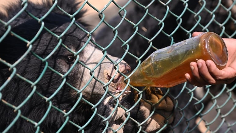 नहरगढ़ बायोलॉजिकल पार्क में स्पेशल विंटर डाइट, टाइगर-लॉयन के लिए हाई प्रोटीन, भालू को दिया जा रहा एप्पल-शहद