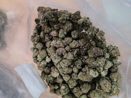 थाइलैंड से जयपुर आया 1 करोड़ रुपये की नशे की खेप, इंटरनेशन पार्सल में मिला हाइड्रोपोनिक वीड