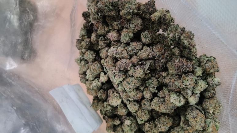 थाइलैंड से जयपुर आया 1 करोड़ रुपये की नशे की खेप, इंटरनेशन पार्सल में मिला हाइड्रोपोनिक वीड