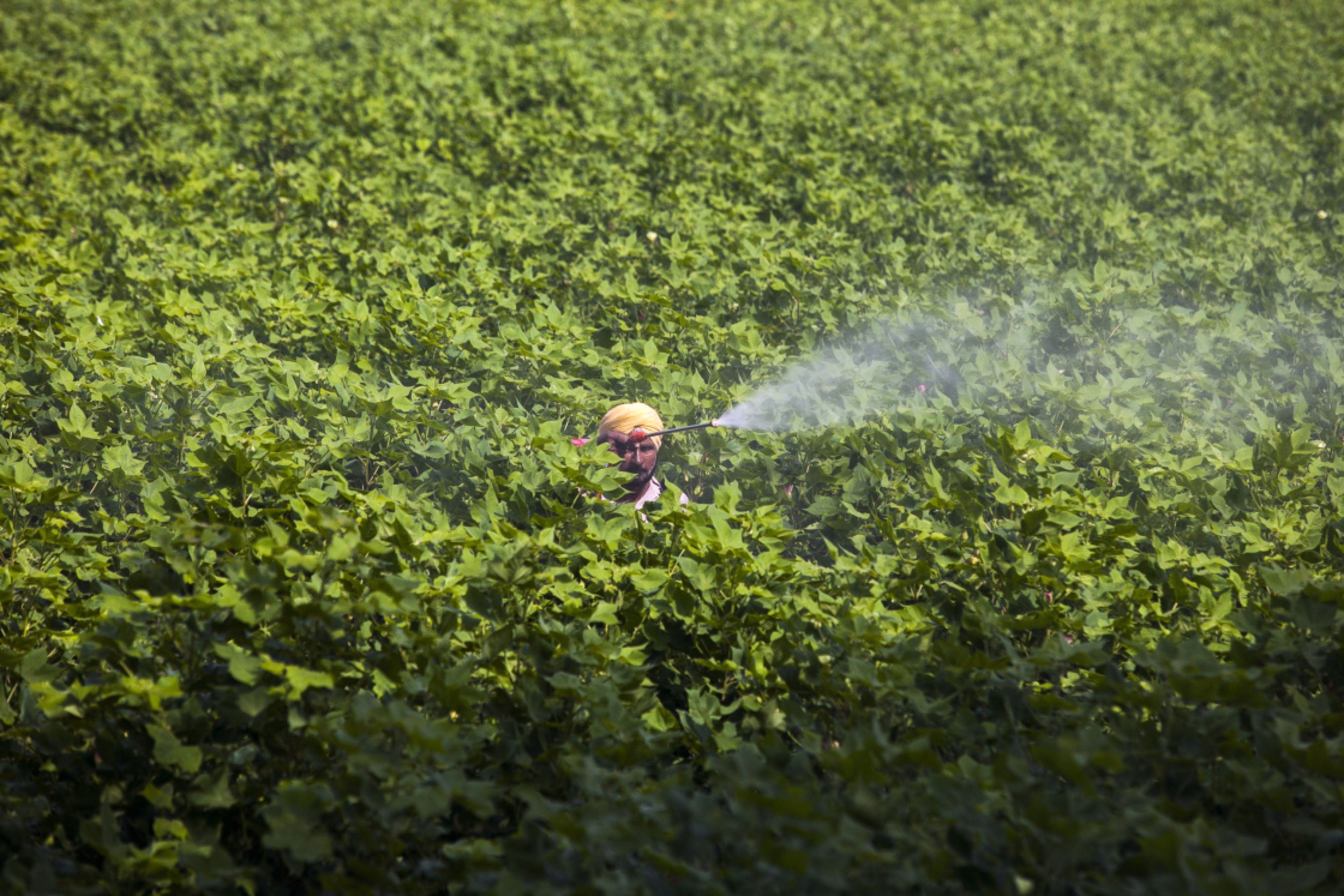 Dolat Capital: Sharda Cropchem&rsquo;s Asset Light Model, Rich Cash-Balance, Strong Registration Pipeline Augur Well For Growth