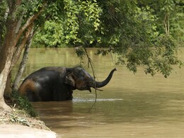 'ओंकार' गोव्यात घुसला, परत महाराष्ट्रात पिटाळण्याचे वन विभागाचे प्रयत्न