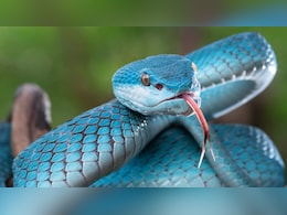 चीन में वाइपर जैसे जहरीले सांप पाल रहे युवा, ऑनलाइन ऑर्डर देकर मंगवा रहे, जानिए क्यों GEN Z में चढ़ा ये शौक