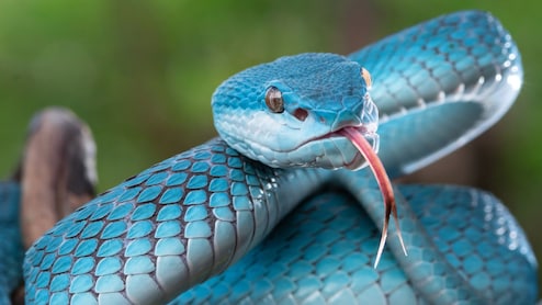 चीन में वाइपर जैसे जहरीले सांप पाल रहे युवा, ऑनलाइन ऑर्डर देकर मंगवा रहे, जानिए क्यों GEN Z में चढ़ा ये शौक