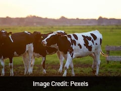 Study Reveals 10,000-Year Genetic History Of East Asian Cattle And Ancient Silk Road Connections