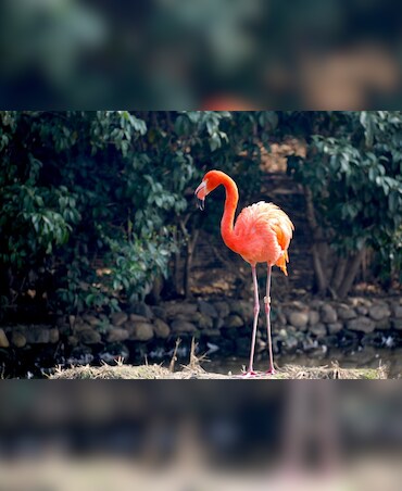 Top Places To See Flamingos In Maharashtra