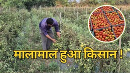 Tomato Farming: इस खास टमाटर से मालामाल हुआ बलौदा बाजार का किसान, एक सीजन में कमाए 3 लाख रुपये