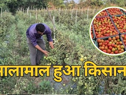 Tomato Farming: इस खास टमाटर से मालामाल हुआ बलौदा बाजार का किसान, एक सीजन में कमाए 3 लाख रुपये