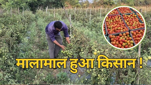Tomato Farming: इस खास टमाटर से मालामाल हुआ बलौदा बाजार का किसान, एक सीजन में कमाए 3 लाख रुपये
