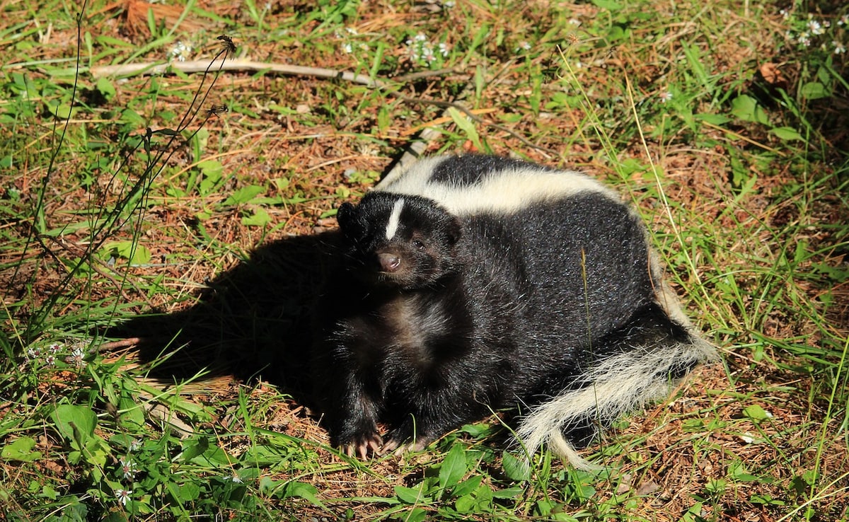 US Man, Who Received Kidney From Donor Scratched By Skunk, Dies Of Rabies