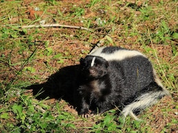 US Man, Who Received Kidney From Donor Scratched By Skunk, Dies Of Rabies