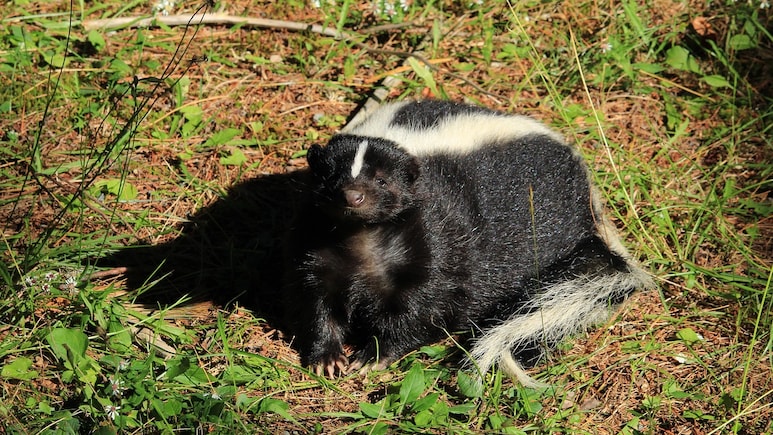US Man, Who Received Kidney From Donor Scratched By Skunk, Dies Of Rabies