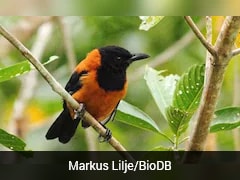 Hooded Pitohui: World's Only Toxic Bird That Causes Mild Paralysis, Numbness