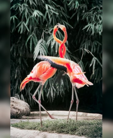 This Bird Species Engages In Neck-Wrestling With Each Other