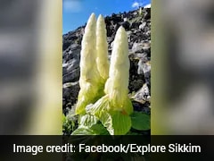 आनंद महिंद्रा ने दिखाई हिमालय की छुपी विरासत, जानिए क्या है ‘सिक्किम सुंदरी’? जिसका ज़िक्र किताबों में भी नहीं