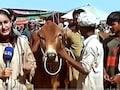 Live रिपोर्टिंग के दौरान बैल ने मारी ऐसी तूफानी एंट्री...पाकिस्तानी पत्रकार की ही बना दी 'ब्रेकिंग न्यूज'