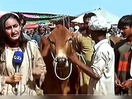 Live रिपोर्टिंग के दौरान बैल ने मारी ऐसी तूफानी एंट्री...पाकिस्तानी पत्रकार की ही बना दी 'ब्रेकिंग न्यूज'