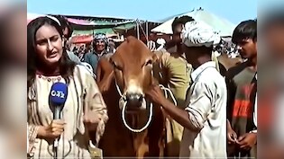 Live रिपोर्टिंग के दौरान बैल ने मारी ऐसी तूफानी एंट्री...पाकिस्तानी पत्रकार की ही बना दी 'ब्रेकिंग न्यूज'