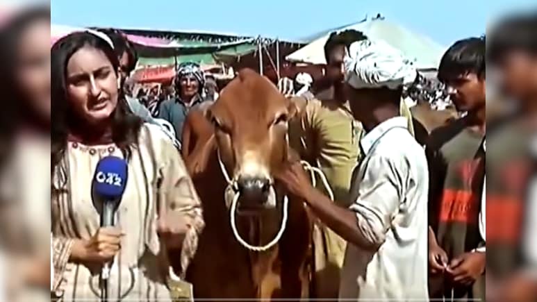 Live रिपोर्टिंग के दौरान बैल ने मारी ऐसी तूफानी एंट्री...पाकिस्तानी पत्रकार की ही बना दी 'ब्रेकिंग न्यूज'