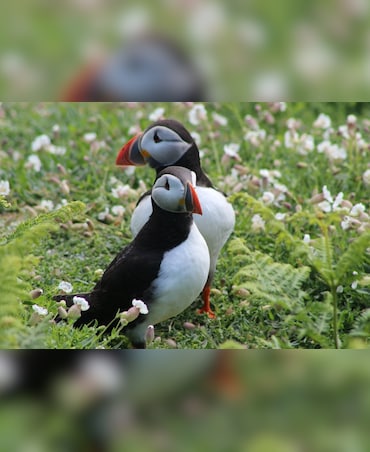 Do Birds Sweat Like Other Mammals