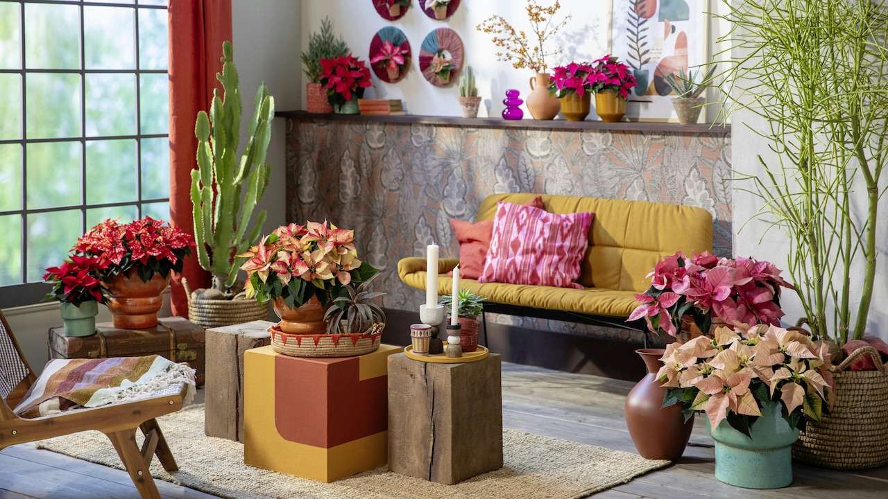 Explore Season-ready winter and festive essentials designed for comfort and celebration at home