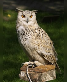 This Animal Can Move Its Head 270 Degrees