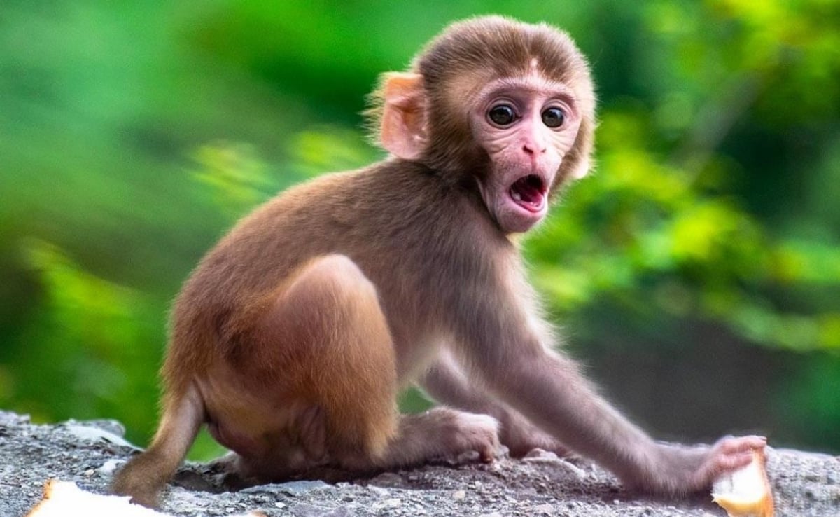 इलाहाबाद हाई कोर्ट ने UP में बंदरों के आतंक पर नियंत्रण के लिए कार्य योजना मांगी