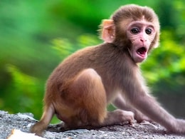 इलाहाबाद हाई कोर्ट ने UP में बंदरों के आतंक पर नियंत्रण के लिए कार्य योजना मांगी