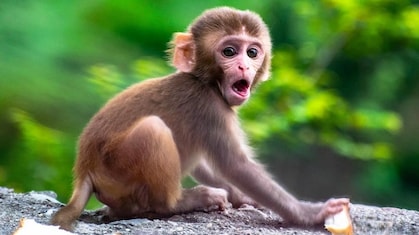 इलाहाबाद हाई कोर्ट ने UP में बंदरों के आतंक पर नियंत्रण के लिए कार्य योजना मांगी