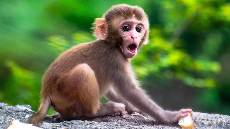 इलाहाबाद हाई कोर्ट ने UP में बंदरों के आतंक पर नियंत्रण के लिए कार्य योजना मांगी