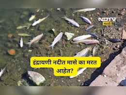 Pune News: इंद्रायणीत मृत माशांचा खच! आळंदीकर संतप्त, 'माणसं मरायची वाट पाहणार का?'