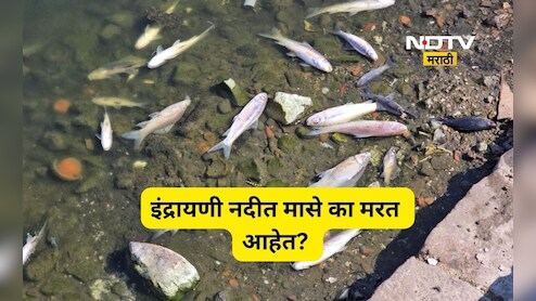 Pune News: इंद्रायणीत मृत माशांचा खच! आळंदीकर संतप्त, 'माणसं मरायची वाट पाहणार का?'