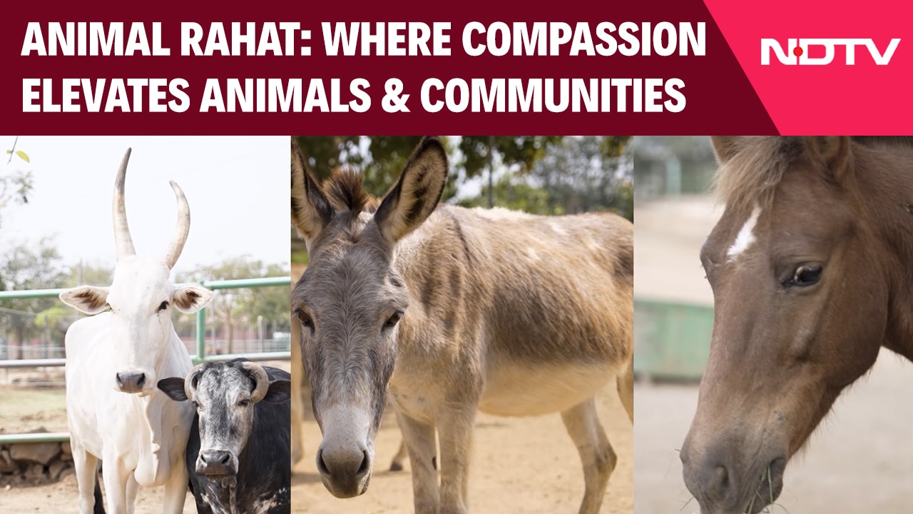 Video: Animal Rahat: Where Compassion Elevates Animals and Communities