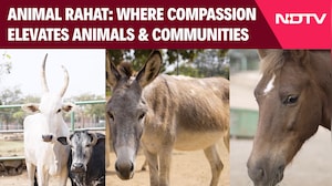 Animal Rahat: Where Compassion Elevates Animals and Communities