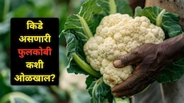 Cauliflower Worms Tricks: फुलकोबीत किडे आहेत की नाही? काही मिनिटांतच कळेल, 'या' सोप्या ट्रिक्स फॉलो करा