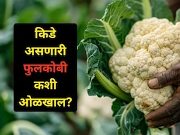 Cauliflower Worms Tricks: फुलकोबीत किडे आहेत की नाही? काही मिनिटांतच कळेल, 'या' सोप्या ट्रिक्स फॉलो करा