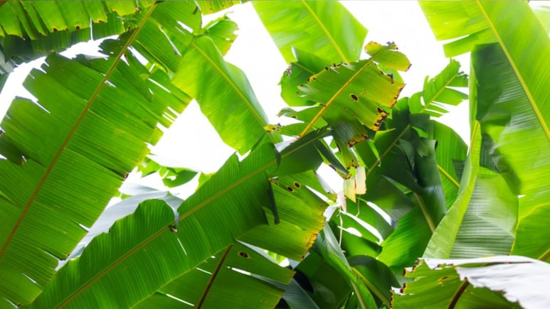 Vastu Tips: घर में किस दिशा में लगाना चाहिए केले का पेड़? जान लीजिए जरूरी नियम