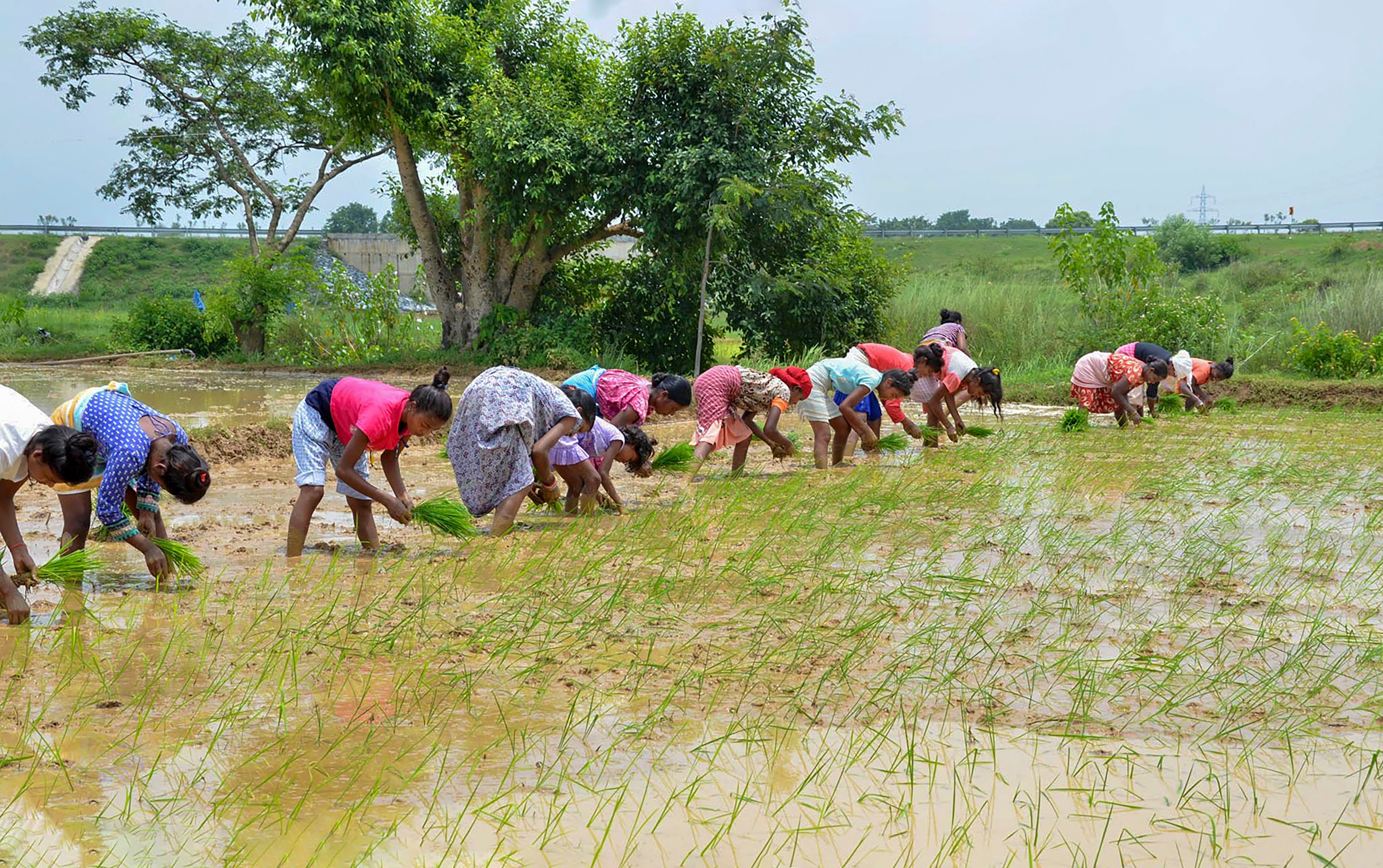 Paddy Cultivation Surges 7% In Current Kharif Season On Strong Monsoon