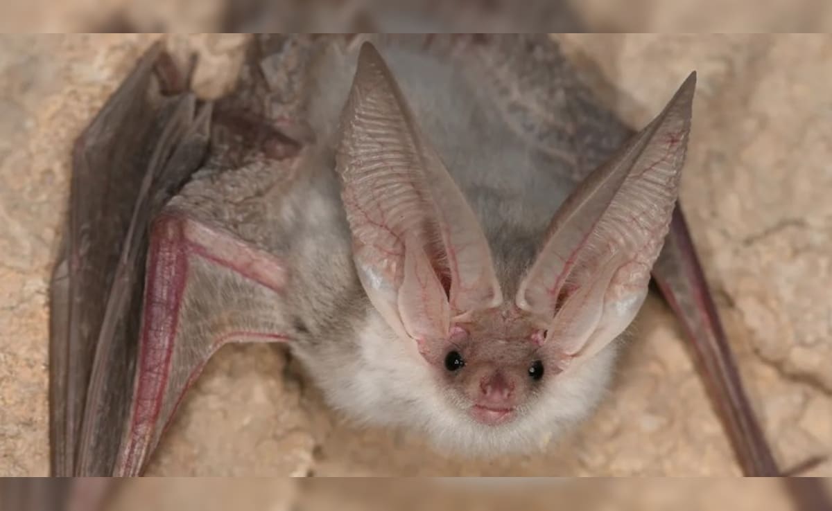 Latest and Breaking News on NDTV